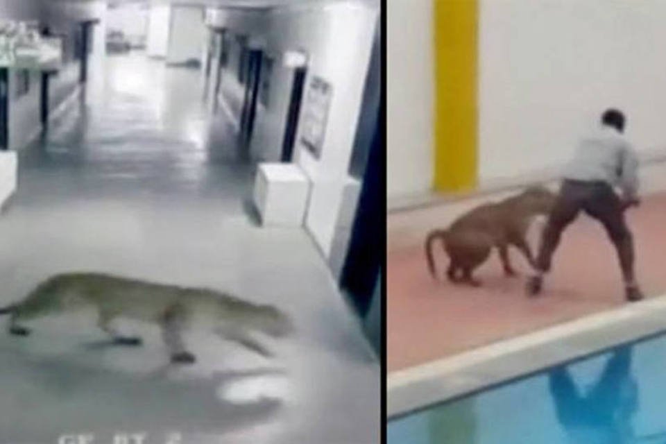 Vídeo mostra ataque de leopardo em escola na Índia
