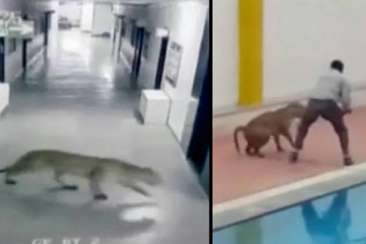 
	Ambiente: o jovem leopardo macho feriu seis pessoas em uma escola na cidade de Bangalore, na &Iacute;ndia.
 (Reprodução/ Youtube)