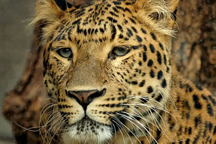 
	Leopardo: elefantes, le&otilde;es e leopardos que vivem nele n&atilde;o limitam seu territ&oacute;rio &agrave;s fronteiras humanas
 (.)