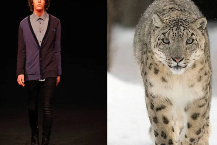 
	O gosto por roupas de cashmere, afirma estudo, amea&ccedil;a a sobreviv&ecirc;ncia do leopardo-das-neves
 (Montagem/Wikimedia Commons)