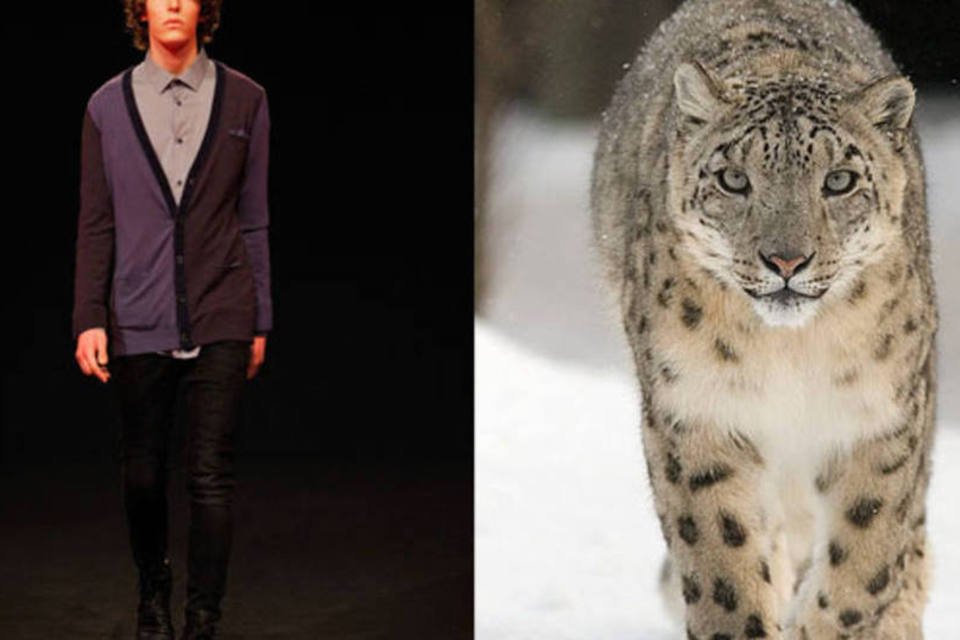 Como um suéter de cashmere ameaça o leopardo-das-neves
