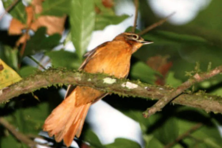 Limpa-folha-do-nordeste: ele foi encontrado pela última vez na natureza em 2011 (Ciro Albano)