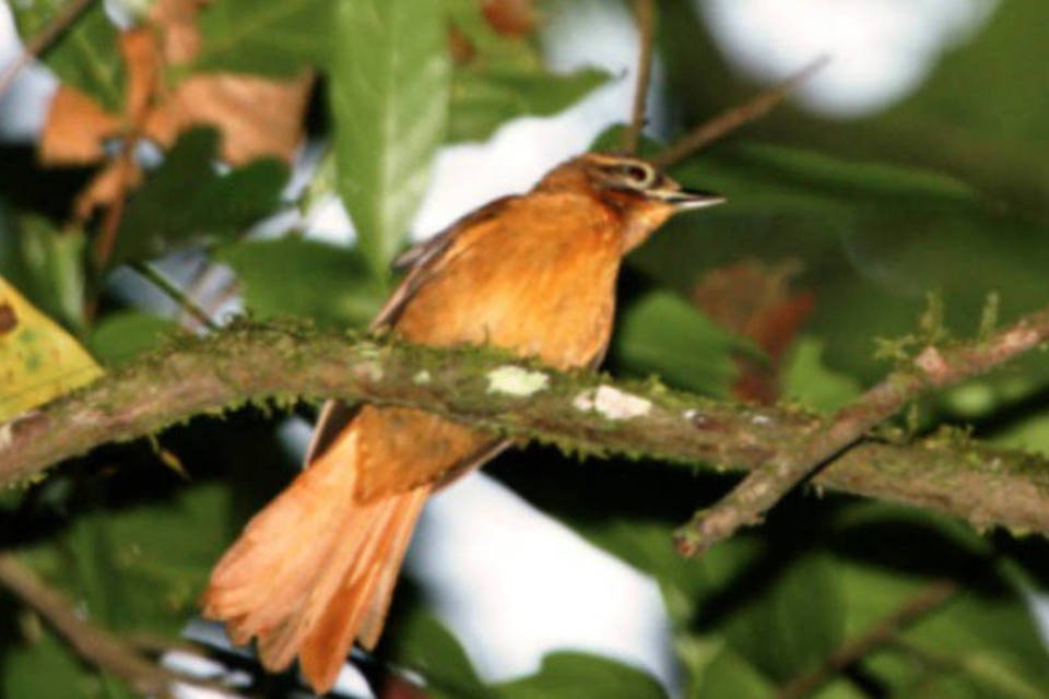 Três aves nativas brasileiras são consideradas extintas