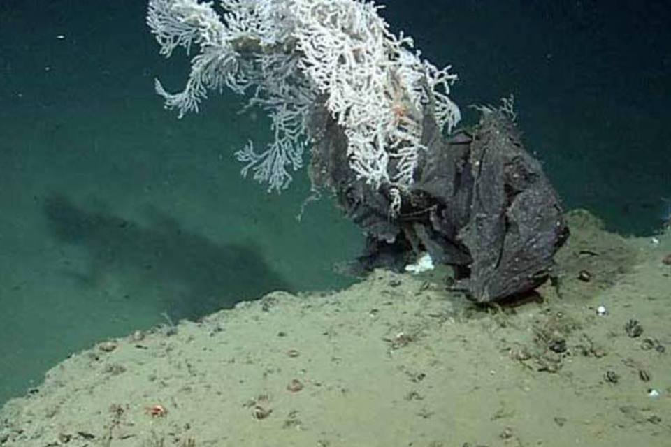 
	Correntes no fundo do mar envolveram saco pl&aacute;stico em torno de um coral
 (©2006 MBARI)