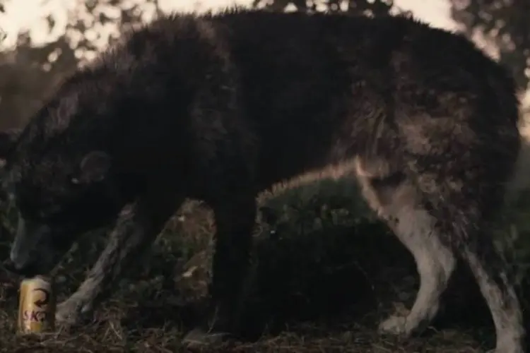 Lobos não impedem consumo de Skol em anúncio: filem exibe um grupo sendo atacado pelos animais durante um acampamento (Reprodução/YouTube/skolweb)