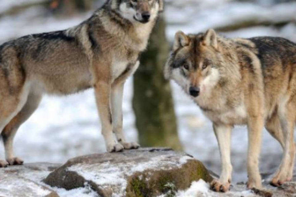Bocejo também é contagioso entre os lobos