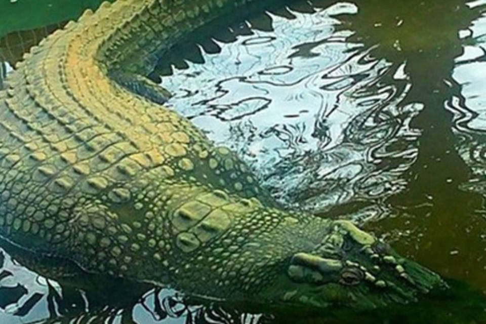 Maior crocodilo do mundo em cativeiro está nas Filipinas