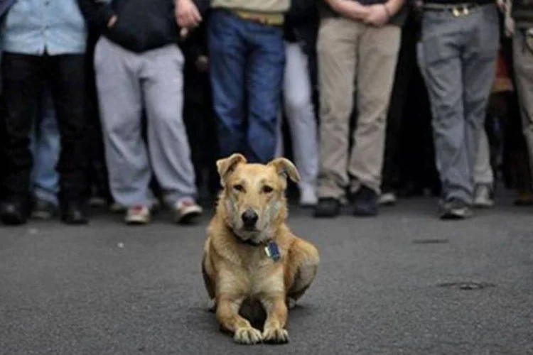 Loukanikos, o salsicha, que já esteve em vários protestos na Grécia desde 2008 (Reprodução/Facebook)