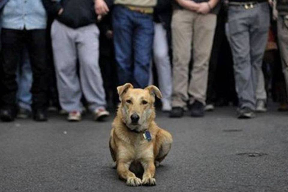 Loukanikos, o cachorro que participa dos protestos na Grécia