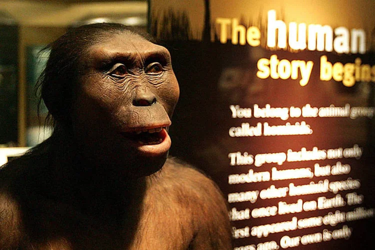 Lucy: o estudo revela que o deslocamento pelas árvores era muito importante para nossos primeiros antepassados (Tim Boyle/Getty Images)