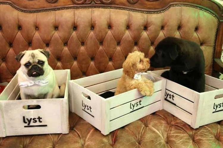 Marca Lyst, de Londres: polêmica ao vender cachorros (Reprodução/Twitter)