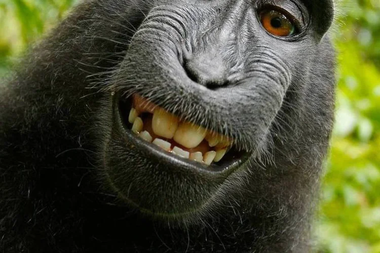 
	A recente batalha legal entre a Wikipedia e o fot&oacute;grafo David Slater por uma foto de um macaco voltou a abrir o debate sobre os limites na internet
 (Macaco/David Slater/Wikimedia Commons)