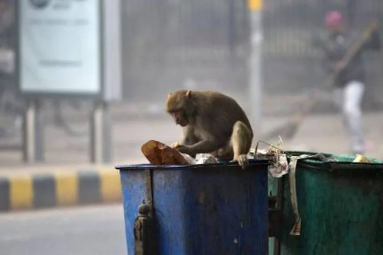 Macaco procura comida em Nova Deli: ideia de Modi não foi bem recebida por todos (Prakash Singh/AFP)