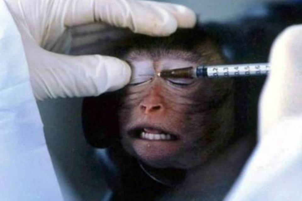 EUA: cientistas defendem testes com animais para salvar vidas
