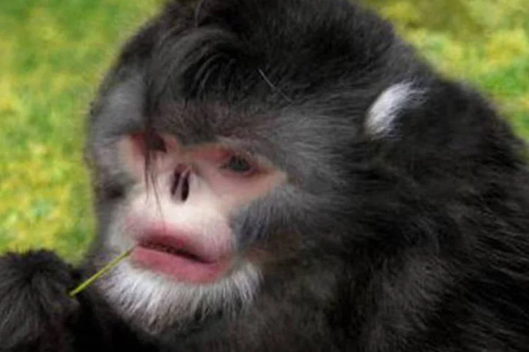 Macaco descoberto é uma subespécie de primatas com nariz arrebitado em risco de extinção.   (Dr. Thomas Geissmann)