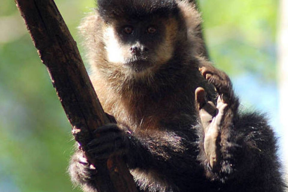 MP cobra providências contra ataques de macacos em Palmital