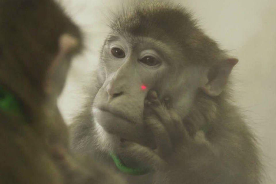 Macacos aprendem a se reconhecer em espelhos, mostra estudo