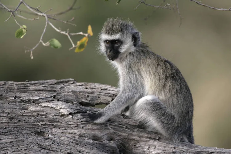 Macaco vervet: o transformador caiu, interrompendo a transmissão de energia na usina, que é responsável por produzir cerca de 10% da eletricidade do país (Thinkstock)