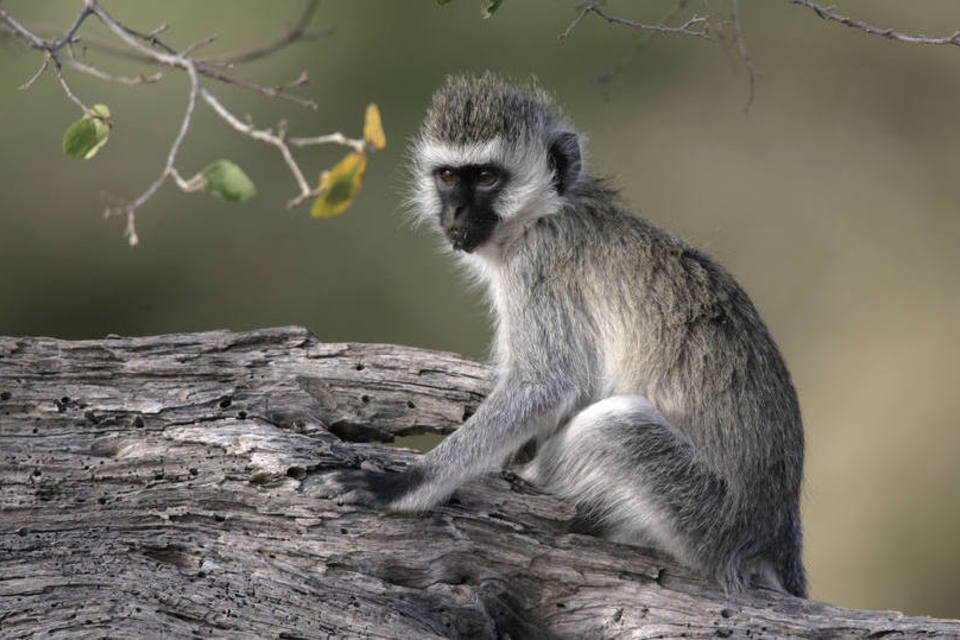 Macaco tropeça em hidrelétrica e deixa Quênia sem luz