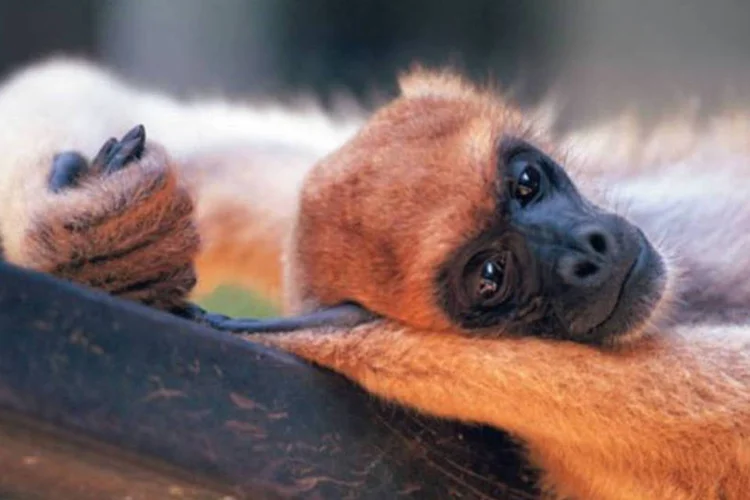 Macaco: na terça-feira, 7, foi realizado controle de cartões de vacinação de moradores da região (M. Boyayan/Divulgação)