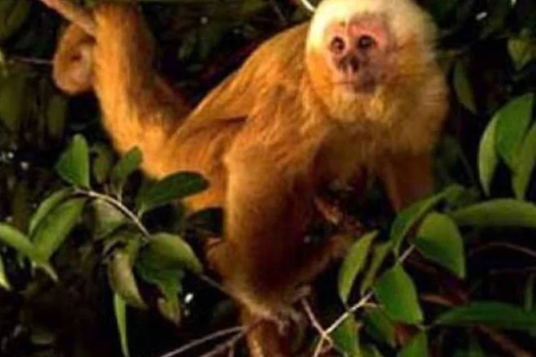 Na capital paulista, foram fechados 3 parques após macacos com diagnóstico confirmado para febre amarela serem encontrados mortos (Adriano Gambarini/National Geographic/Divulgação)