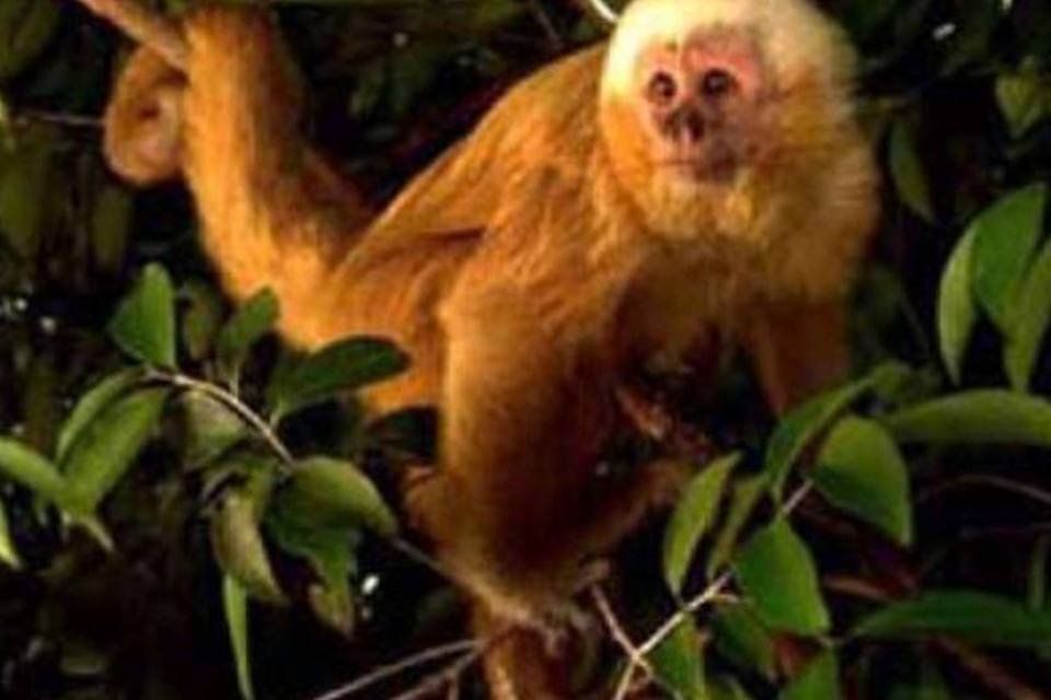 Mairiporã confirma morte de 22 macacos por febre amarela em 2017