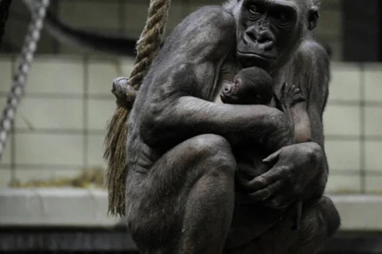
	Zool&oacute;gico: o Ibama tamb&eacute;m estabeleceu multa di&aacute;ria de R$ 1 mil contra a Secretaria Municipal de Meio Ambiente, at&eacute; a melhora das condi&ccedil;&otilde;es do parque
 (Marius Becker/AFP)