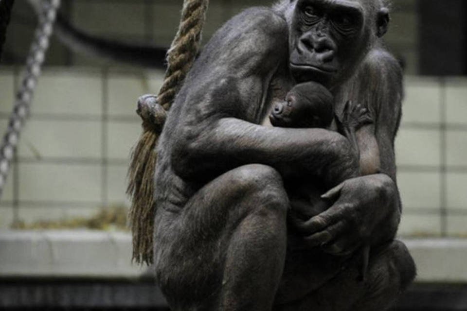 Irã enviará macaco ao espaço no início de fevereiro