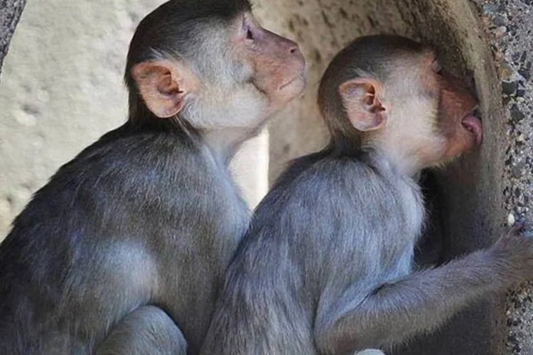 A pesquisa feita com macacos aumenta a chance de encontrar uma vacina contra a Aids (Daniel Roland/AFP)