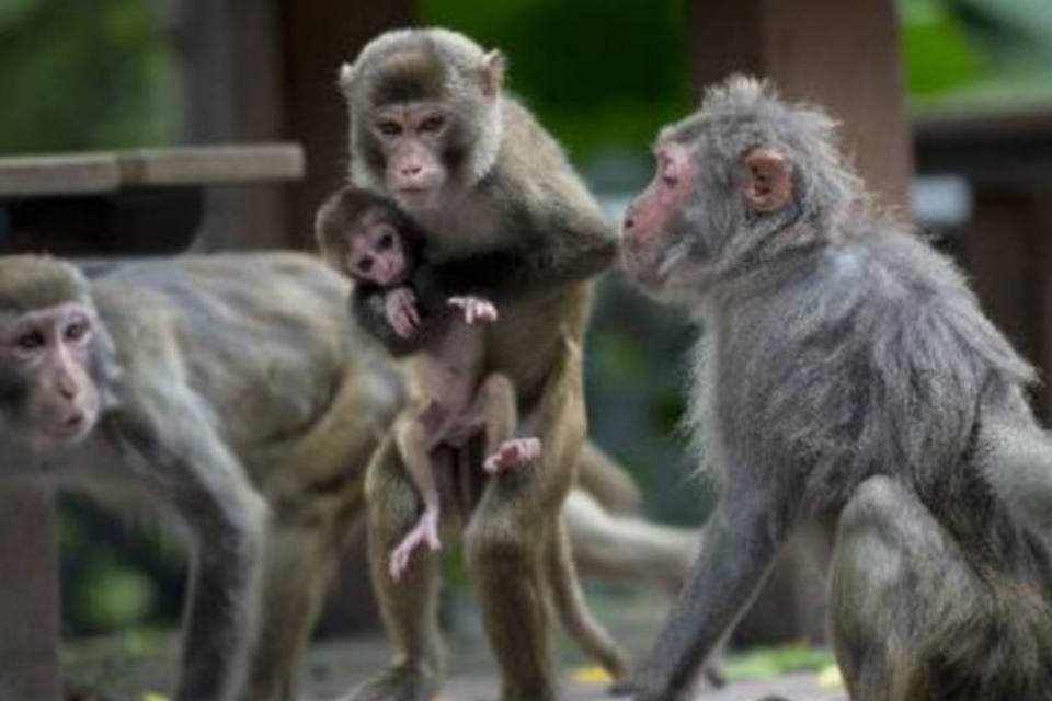 Remédio cura macacos infectados com vírus similar ao Ebola