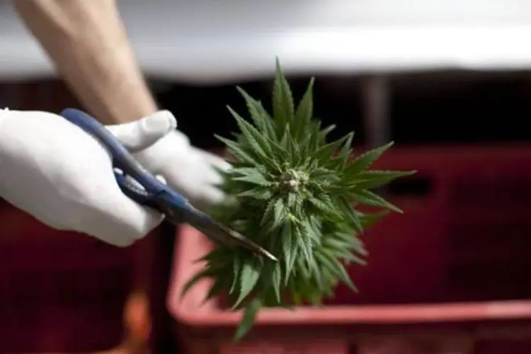 Homem corta folha de maconha: cultivo só poderá ser feito para fins medicinais  (Uriel Sinai/Getty Images)