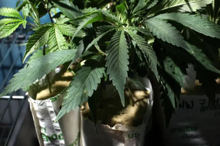 Pela lei espanhola, o consumo de pequenas quantidades de cannabis é permitido, mas produzir para a venda ou fazer propaganda para a venda é ilegal (Justin Sullivan/Getty Images)
