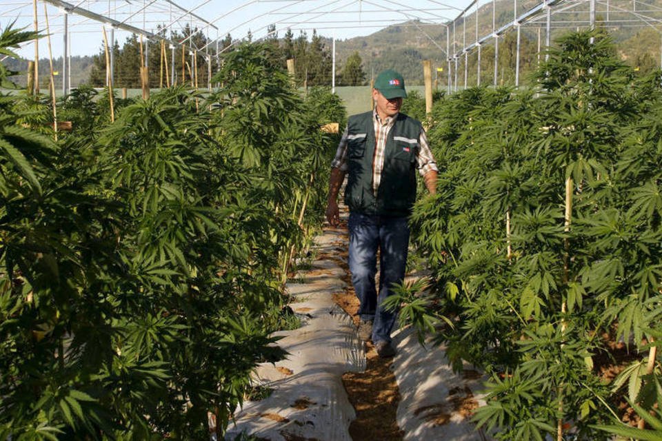 Chile tem maior plantação legal de maconha da América Latina