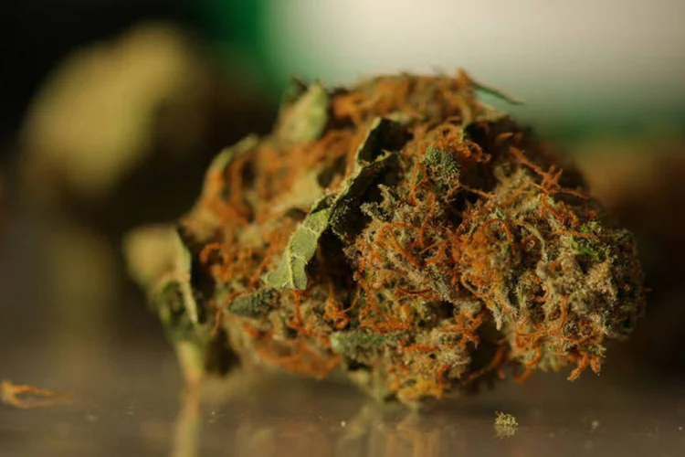 
	Maconha nos EUA: o uso do produto depende da recomenda&ccedil;&atilde;o m&eacute;dica e s&oacute; pode se comercializado nos estados que legalizaram a droga
 (Matthew Staver/Bloomberg)