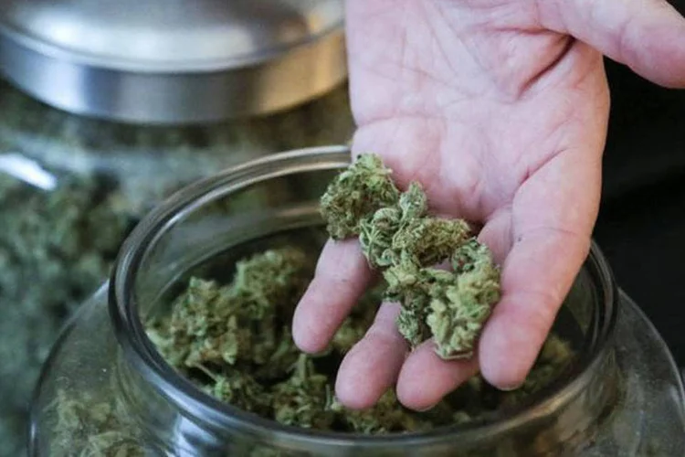 
	Maconha produzida em Seattle: a mercadoria estaria avaliada em cerca de US$ 6 milh&otilde;es
 (Jason Redmond/Reuters)