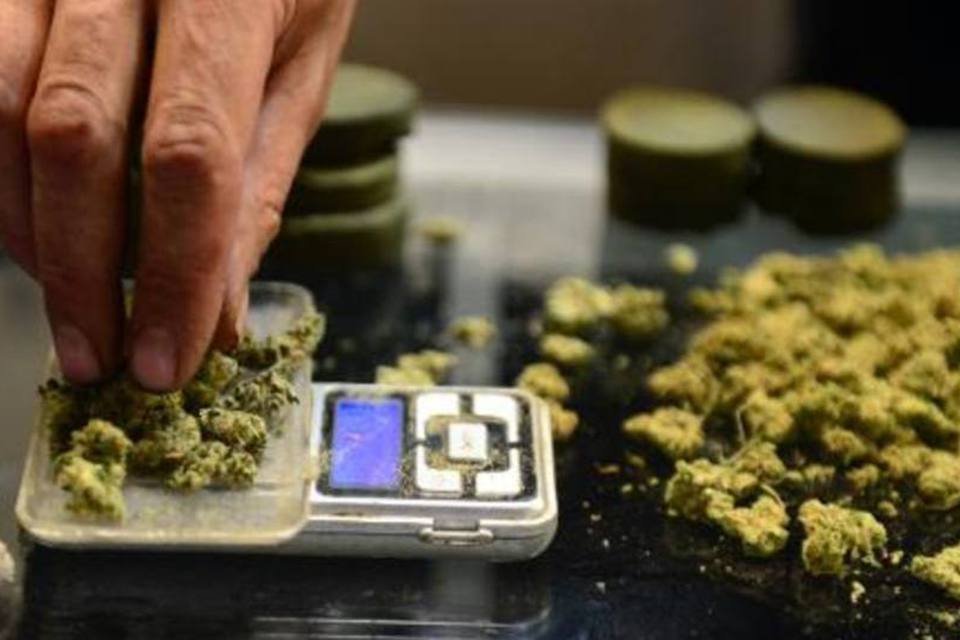 Pesquisa revela que ampla maioria apoia maconha medicinal
