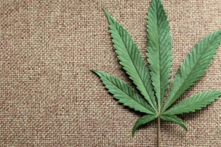 
	Maconha: por gera&ccedil;&otilde;es, o maior respaldo prov&eacute;m dos mais jovens, que t&ecirc;m agora entre 18 e 32 anos, com 65% de apoio a sua legaliza&ccedil;&atilde;o.
 (REUTERS/Anthony Bolante/Files)