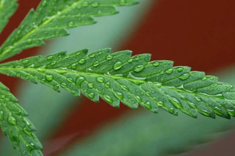 
	Folha de Maconha: secret&aacute;rio afirmou que a cannabis&nbsp;&quot;n&atilde;o &eacute; inofensiva&quot; e apresenta riscos para a sa&uacute;de que devem ser conhecidos para que possam ser evitados
 (AFP/David Mcnew)
