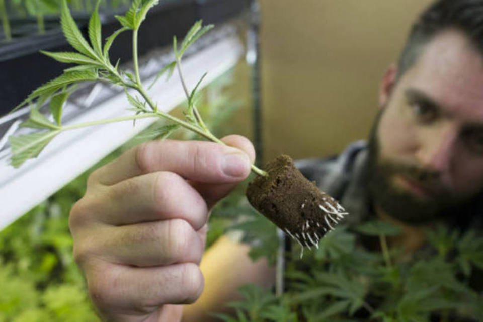 Ações de maconha no Canadá têm uma boa razão para aumentar