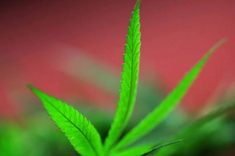 
	Folha de maconha: projeto n&atilde;o &eacute; bem-visto pela sociedade uruguaia
 (AFP/David McNew)