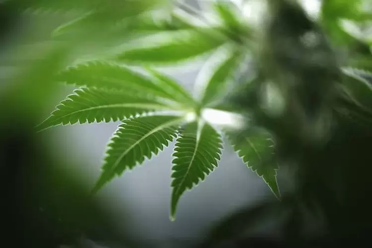 Maconha: governo canadense decidiu autorizar o cultivo de no máximo quatro plantas de cannabis (Blair Gable/Reuters)