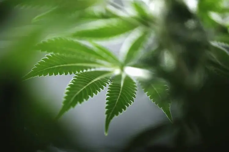 Maconha: governo canadense decidiu autorizar o cultivo de no máximo quatro plantas de cannabis (Blair Gable/Reuters)