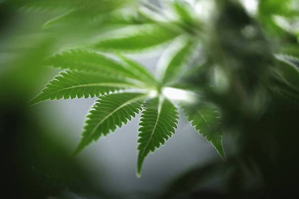 Cannabis: mercado para o CBD pode aumentar para mais de US$ 20 bilhões até 2022, diz empresa de pesquisa (Blair Gable/Reuters)