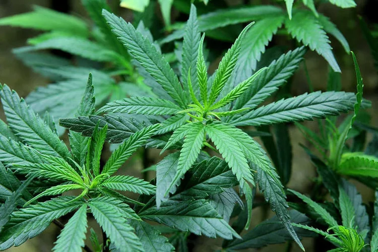
	Maconha: ele disse que pretendia cultiv&aacute;-las para obten&ccedil;&atilde;o de plantas que originam a maconha, mas apenas para uso pessoal.
 (Getty Images/Justin Sullivan)