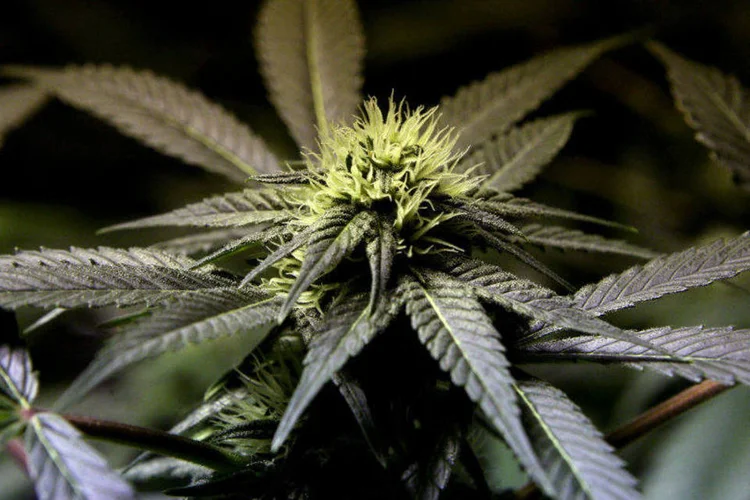 
	Maconha: It&aacute;lia estuda legaliza&ccedil;&atilde;o para desmantelar neg&oacute;cio paralelo controlado pelo crime organizado no pa&iacute;s
 (Justin Sullivan/Getty Images)