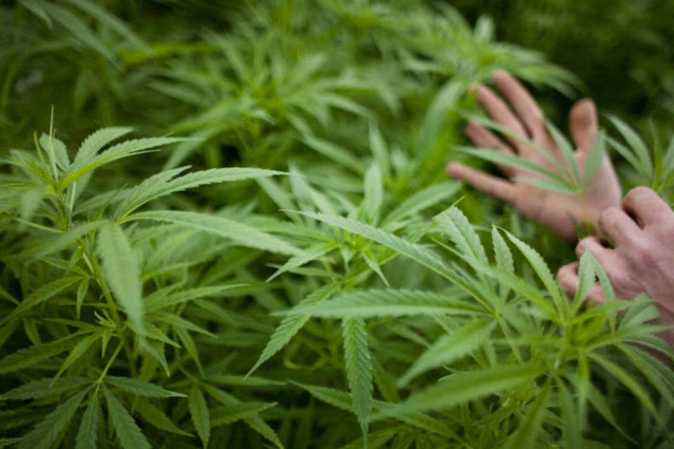 Índice da maconha atrai investidores no exterior