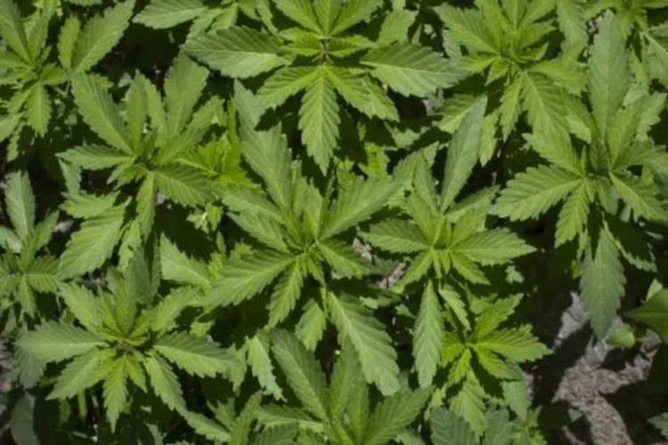 Plantação de maconha: Uruguai quer ser o primeiro país da América Latina responsável pela produção e comercialização da droga legalmente (Paula Bronstein/Getty Images)