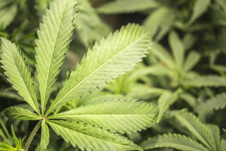 Maconha: foram US$ 62,2 milhões (R$ 244,4 milhões) em 31 dias, recorde absoluto mensal desde a legalização em janeiro de 2014 (OpenRangeStock)