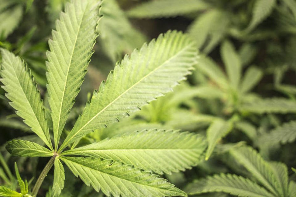 Suprema Corte do México aprova uso de maconha