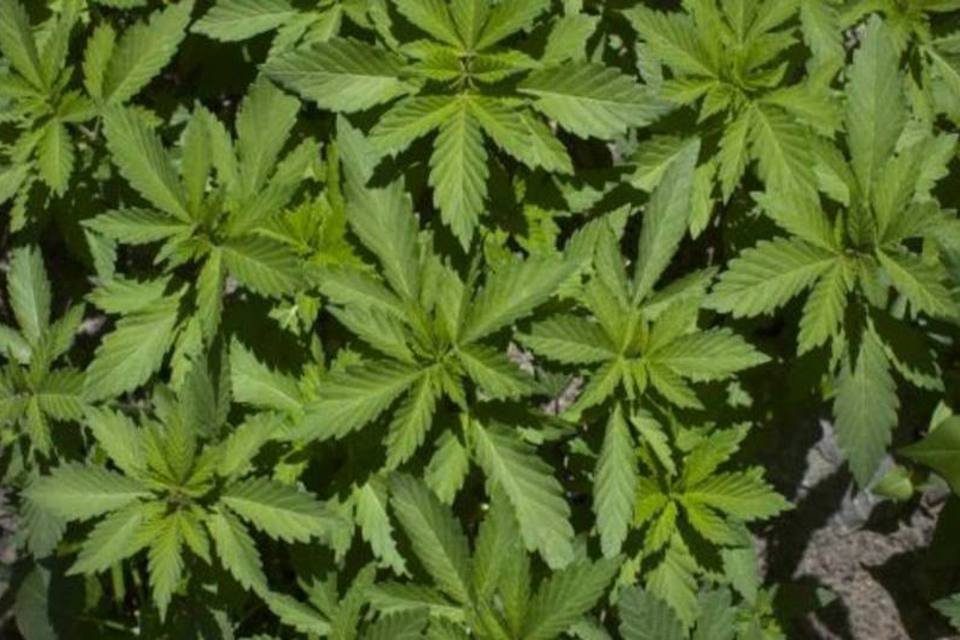 Maconha ainda é principal droga usada na América do Sul